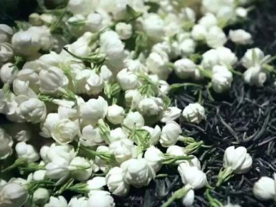 喝茶治口臭嗎，什么茶治口臭好？