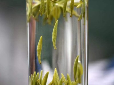 茶葉的專業(yè)知識，關(guān)于茶的基本知識大全