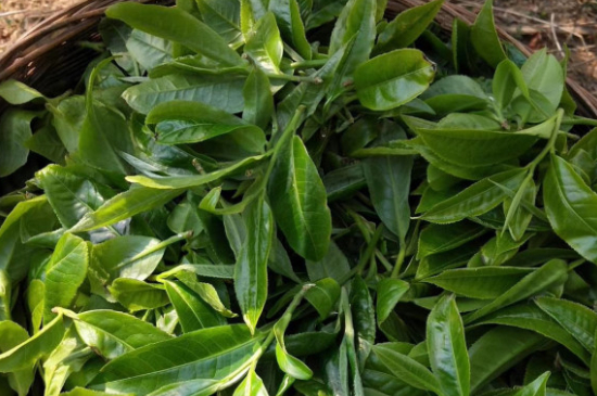 最耐泡的茶葉排名，什么茶葉經(jīng)久耐泡？