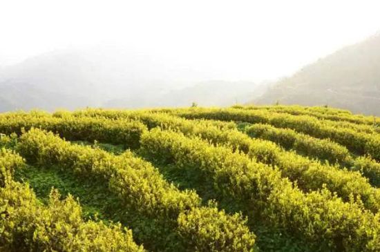 黃金茶的功效及禁忌癥，黃金茶有什么副作用嗎？