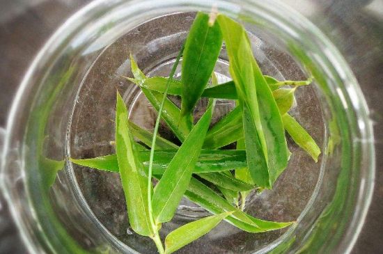 竹葉茶的禁忌，竹葉泡茶的功效禁忌