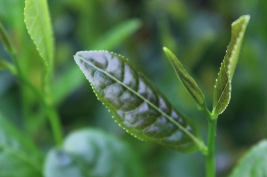 綠茶第一泡要倒掉嗎，為什么綠茶第一泡不喝？