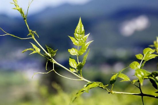 莓茶為什么先苦后甜回甘，莓茶口感怎么樣？