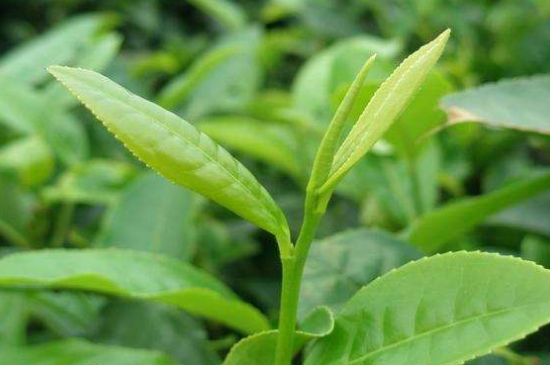 最耐泡的茶葉排名，什么茶葉經(jīng)久耐泡？