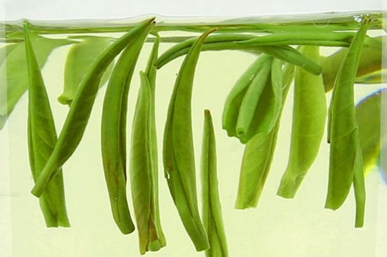 雀舌茶什么人不能喝，雀舌茶的功效與禁忌