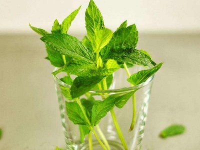 喝茶治口臭嗎，什么茶治口臭好？