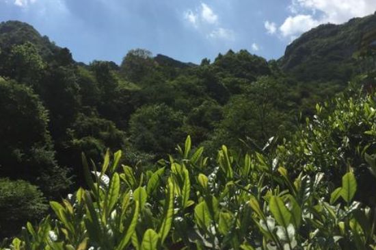 六安瓜片適合什么人喝，六安瓜片的功效與禁忌