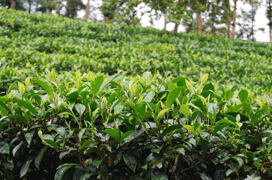 云南普洱茶古老的“酸茶”歷史