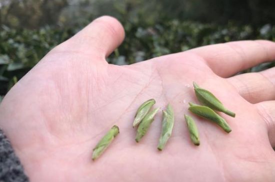 春茶季怎么辨別白毫銀針的好壞，好的白毫銀針如何選購(gòu)？