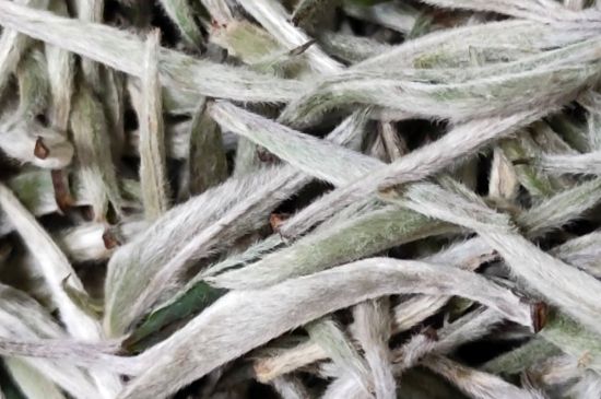 春茶上市白茶的好壞怎么區(qū)分，春白茶怎么分辨好不好？