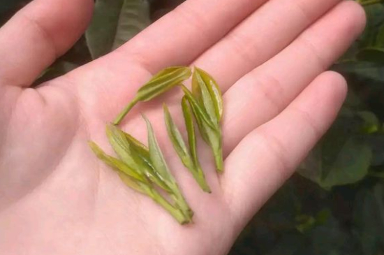 炒青茶為什么便宜，炒青綠茶好喝嗎？