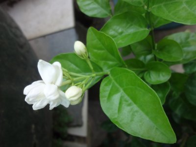 茉莉和什么一起泡最好，茉莉茶有幾種搭配？