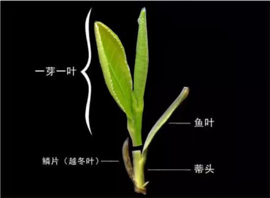 摘茶葉最快的方法，采摘茶葉怎么才能快？