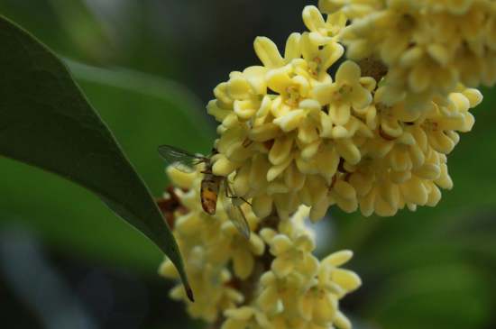 桂花茶禁忌，喝桂花茶有什么禁忌