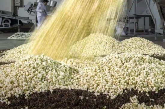 茉莉龍珠怎么做的，茉莉龍珠的制作工藝