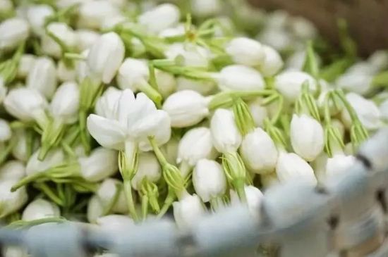 十大排毒養(yǎng)顏花茶，喝什么花茶排毒養(yǎng)顏