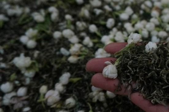 茉莉茶的種類和等級，茉莉花茶的分類