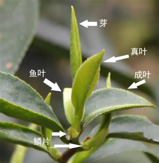 摘茶葉最快的方法，采摘茶葉怎么才能快？