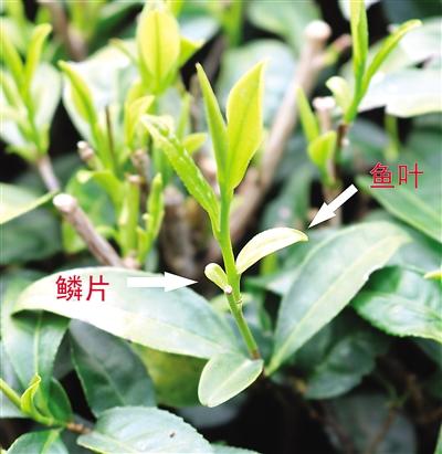 摘茶葉最快的方法，采摘茶葉怎么才能快？