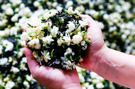 茉莉花和什么在一起喝好，茉莉花喝什么茶搭配？