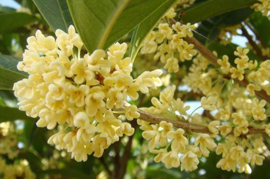 茉莉茶一次泡幾朵，茉莉茶放多少