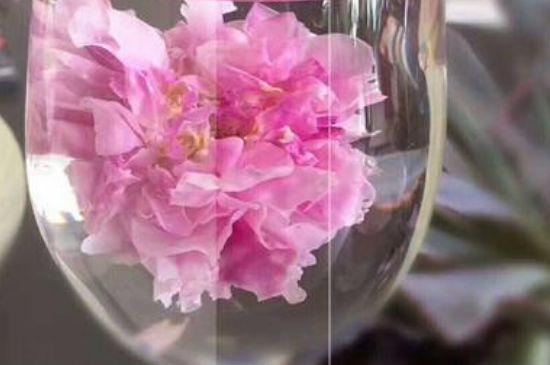 干玫瑰花泡水放幾顆，玫瑰花泡水一次放幾朵？