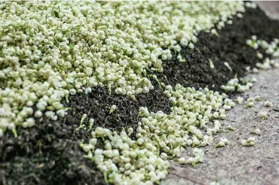 茉莉茶葉的功效與禁忌，什么人不適合喝茉莉花茶？