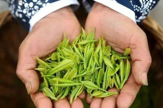 摘茶葉最快的方法，采摘茶葉怎么才能快？