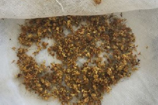 干桂花茶的制作方法，怎樣自制桂花茶？