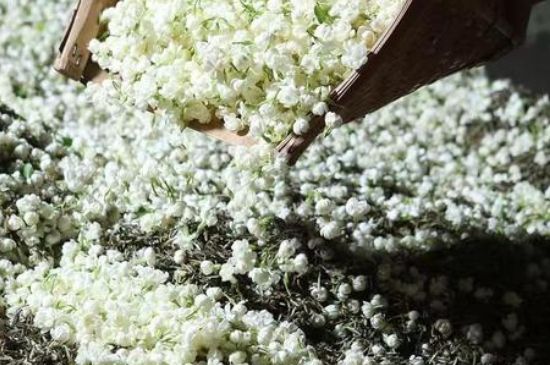 茉莉茶葉的功效與禁忌，什么人不適合喝茉莉花茶？