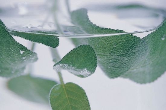 薄荷葉茶怎么制作，薄荷如何做成干茶葉