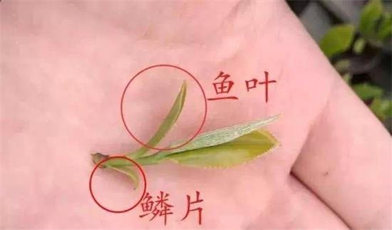 摘茶葉最快的方法，采摘茶葉怎么才能快？