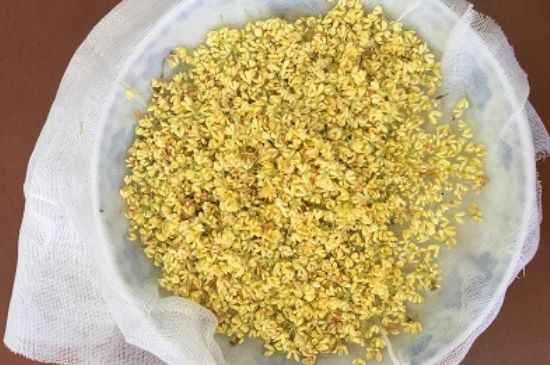 干桂花茶的制作方法，怎樣自制桂花茶？