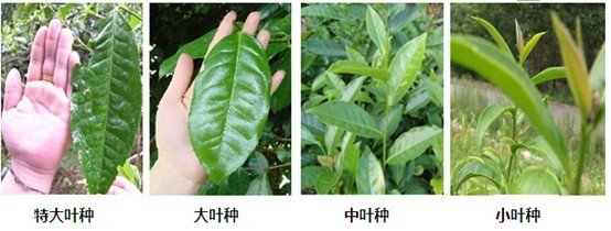 摘茶葉最快的方法，采摘茶葉怎么才能快？