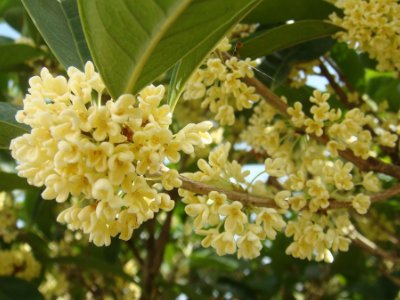 桂花泡茶禁忌，桂花泡水喝的9大禁忌