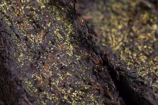 茯磚茶與普洱茶哪個好，茯茶和普洱茶口味區(qū)別