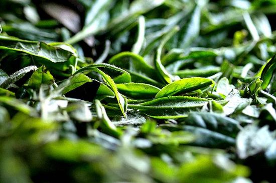 荒野銀針市場(chǎng)價(jià)多少，真正的荒野白毫銀針多少錢？