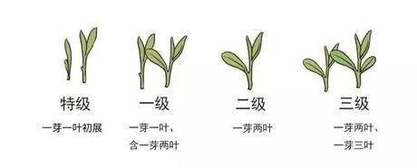 烏牛早和龍井的區(qū)別圖片，龍井43號(hào)和烏牛早茶的對(duì)比