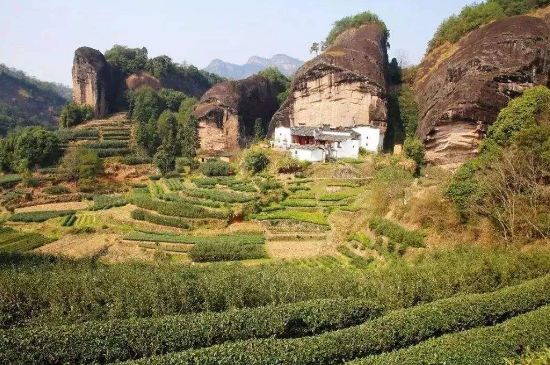 馬頭巖肉桂是大紅袍嗎，大紅袍肉桂屬于什么茶？