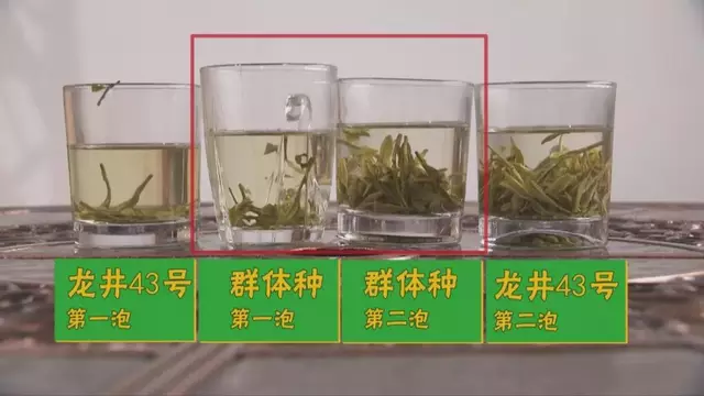 烏牛早和龍井的區(qū)別圖片，龍井43號(hào)和烏牛早茶的對(duì)比