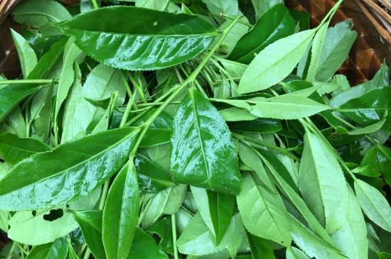 大紅袍可以放10年嗎，大紅袍放了十年能喝嗎