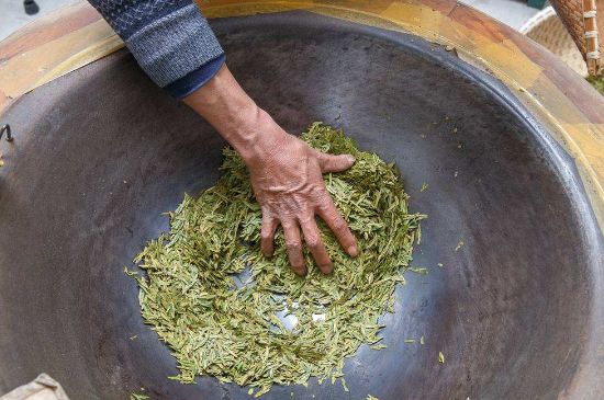 雀舌有一股青草味，雀舌為什么有青草味？