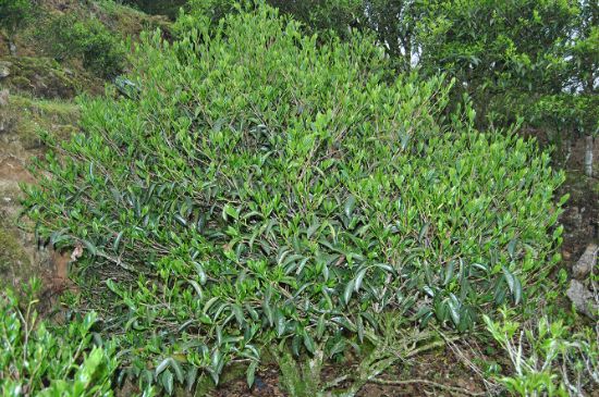 肉桂茶屬于紅茶嗎，牛欄坑肉桂是紅茶還是綠茶？