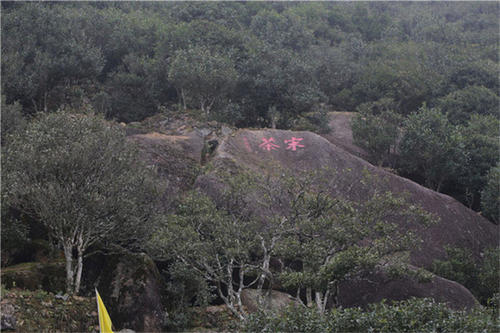 宋種一號價值為什么高，鳳凰單樅宋種1號價格與產(chǎn)量多少？