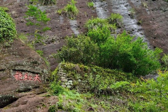 武夷巖茶大紅袍，喝起來是什么味道？