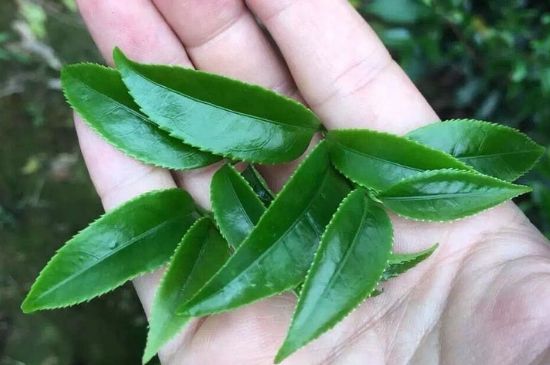 鋸朵仔跟鴨屎香哪個(gè)貴，鋸朵子和鴨屎香哪個(gè)好喝？