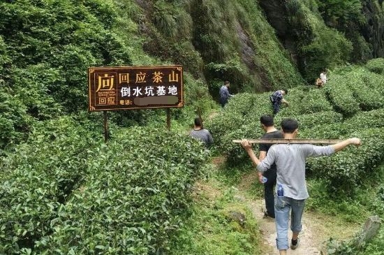 300塊錢的金駿眉能喝嗎，兩三百多金駿眉和一千多區(qū)別