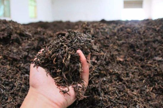 茯磚茶與普洱茶哪個好，茯茶和普洱茶口味區(qū)別