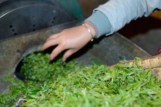 雀舌有一股青草味，雀舌為什么有青草味？