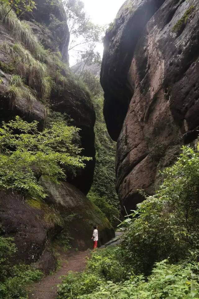 武夷山為什么盛產(chǎn)茶葉，武夷山茶為什么好喝？